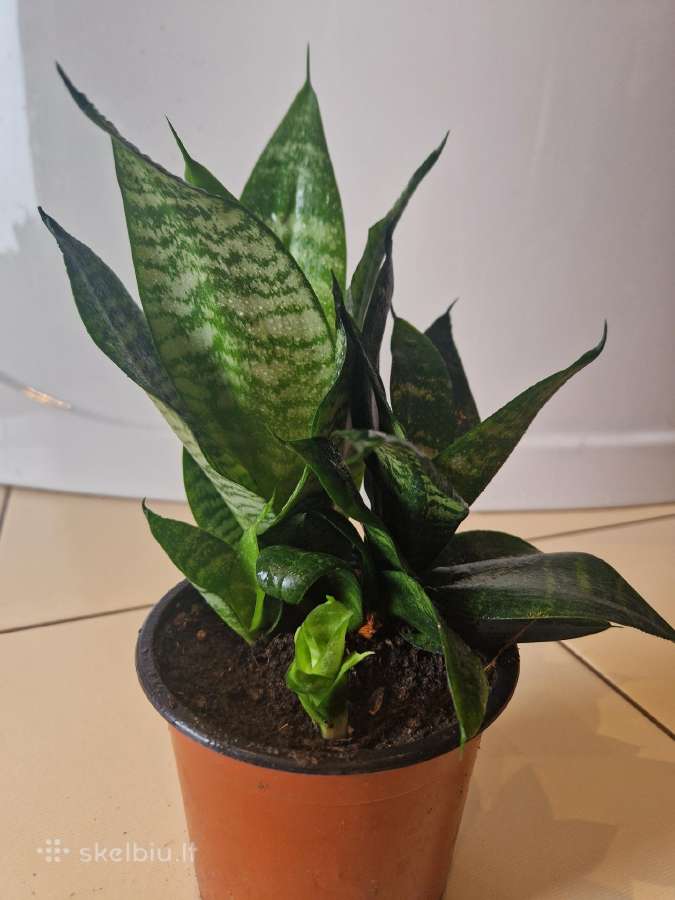 Sanseveria Hahnii - nuotraukos Nr. 2