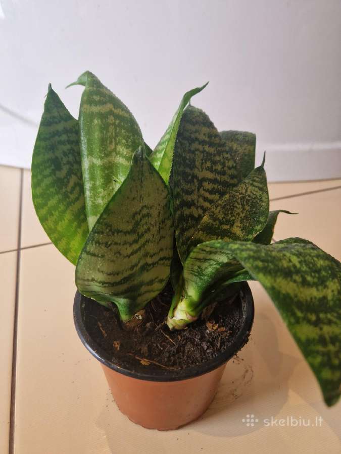 Sanseveria Hahnii - nuotraukos Nr. 3