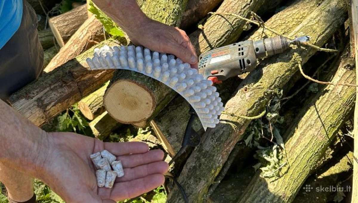 Sertifikuotos Shiitake grybų kapsulės Olandija - nuotraukos Nr. 2