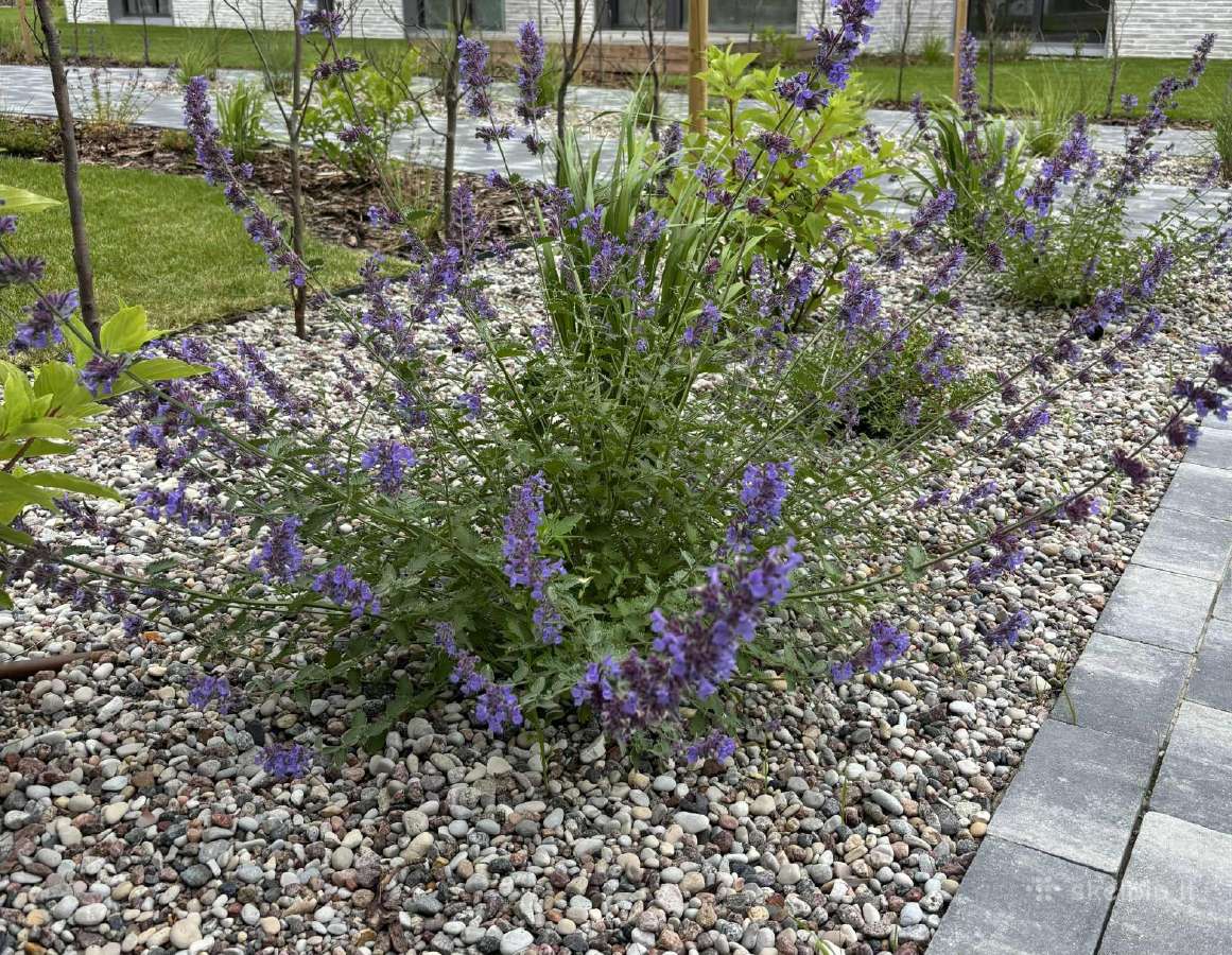 Aplinkos darbai