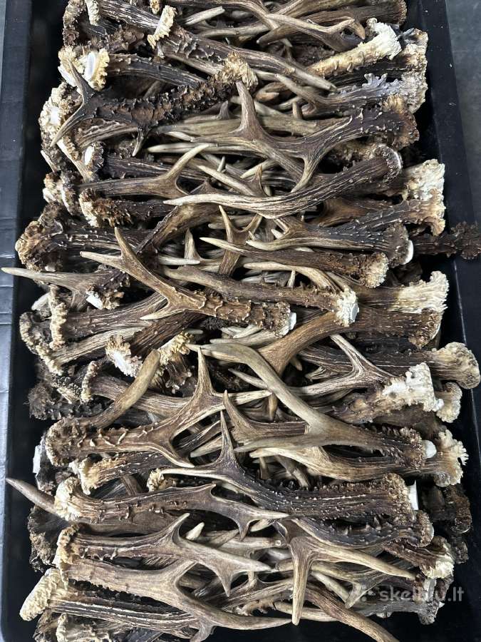 Parduodami Ragai - nuotraukos Nr. 9