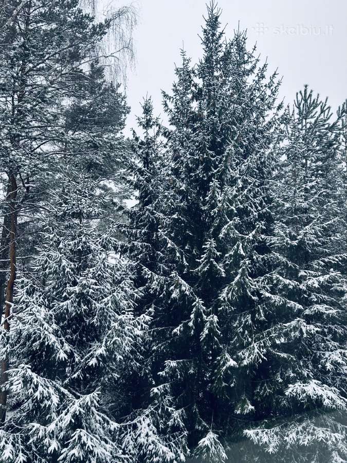 Erdvus butas su terasa pušynų apsuptyje - nuotraukos Nr. 26