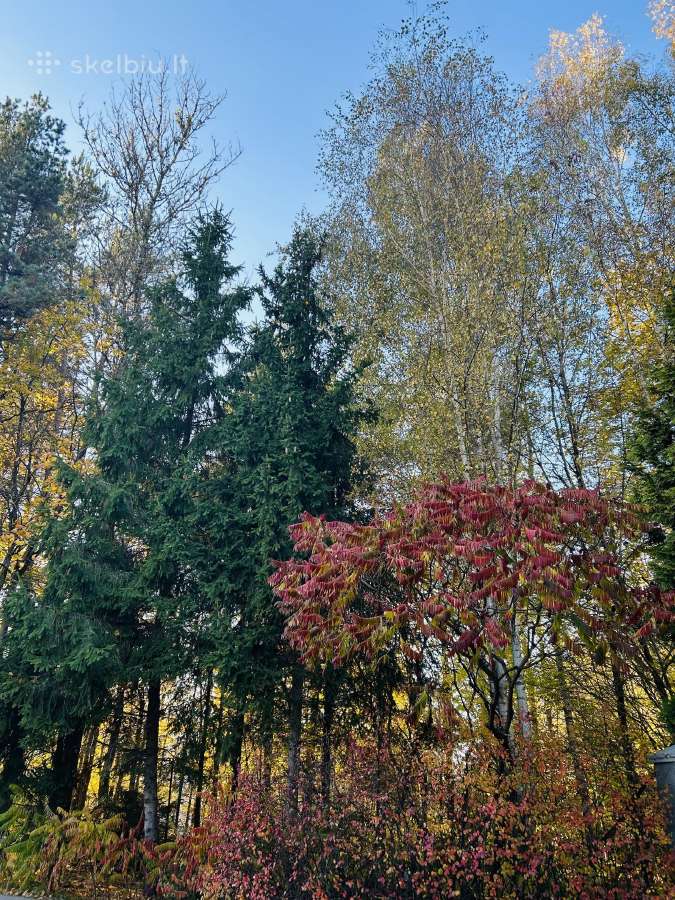 Erdvus butas su terasa pušynų apsuptyje - nuotraukos Nr. 24