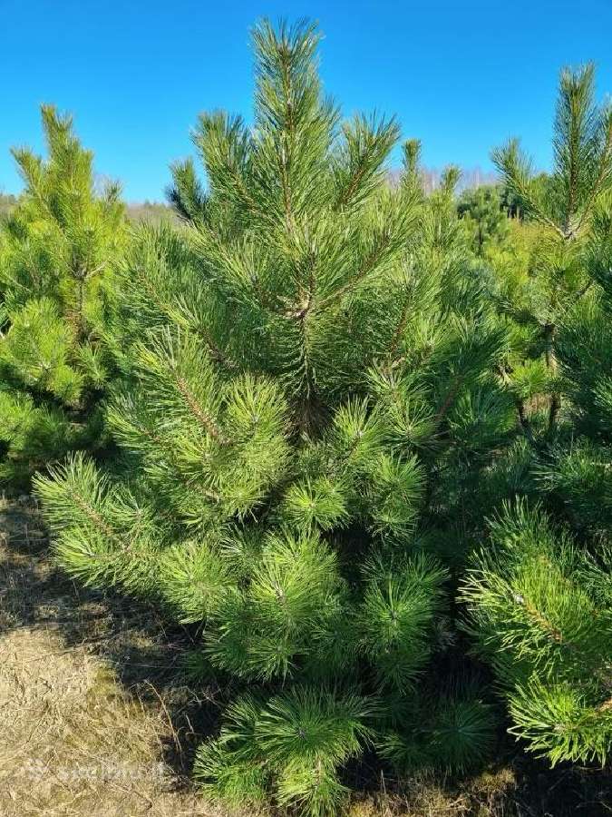 Parduodamos juodosios pušys (Pinus nigra)