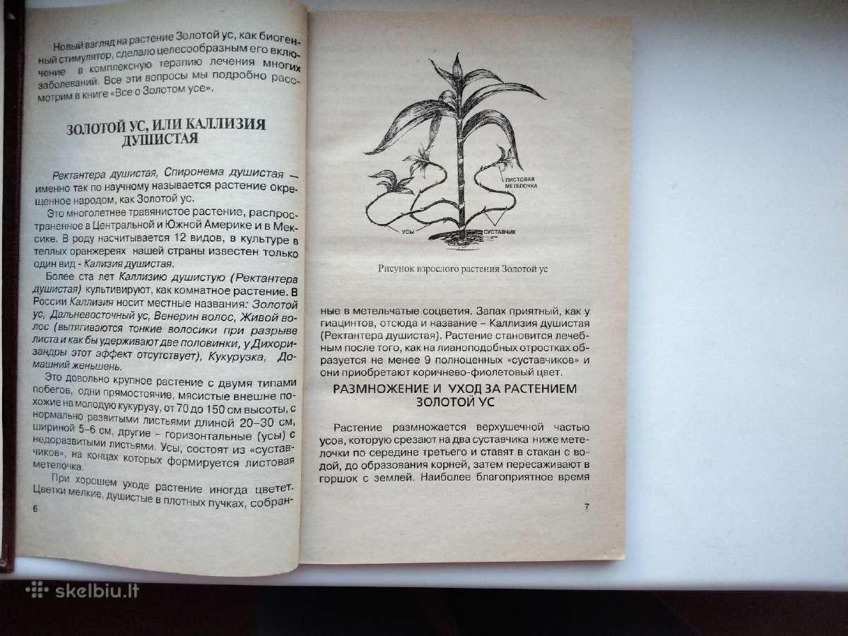 Mūsų organizmo rezervai, Auksinis ūsas, Homeopatij - nuotraukos Nr. 9