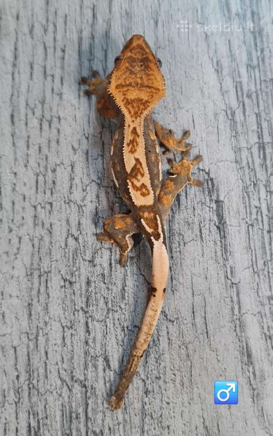 Crested gecko