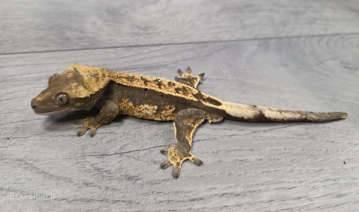 Crested gecko - nuotraukos Nr. 2