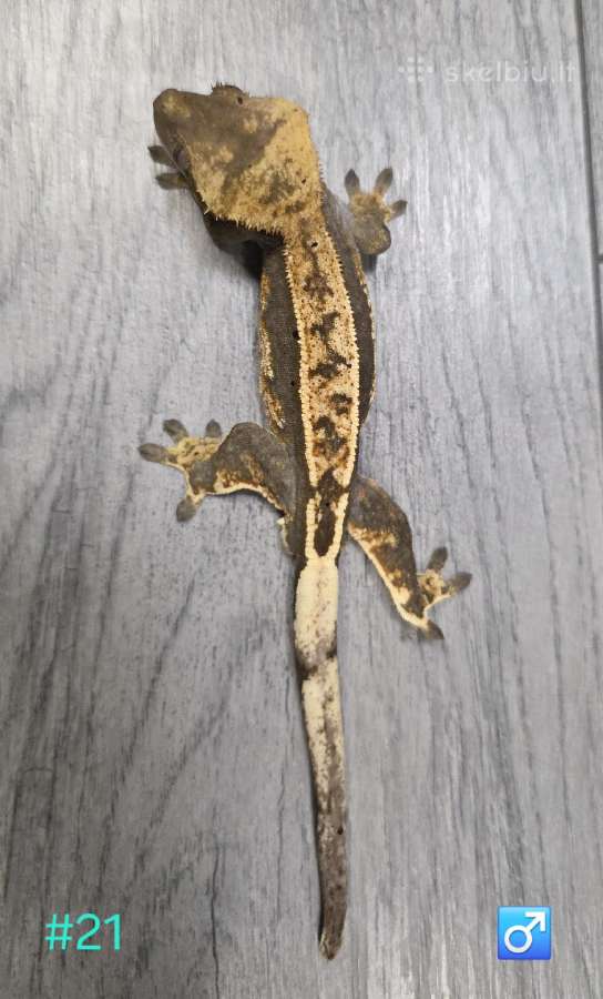 Crested gecko - nuotraukos Nr. 3