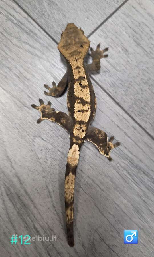 Crested gecko