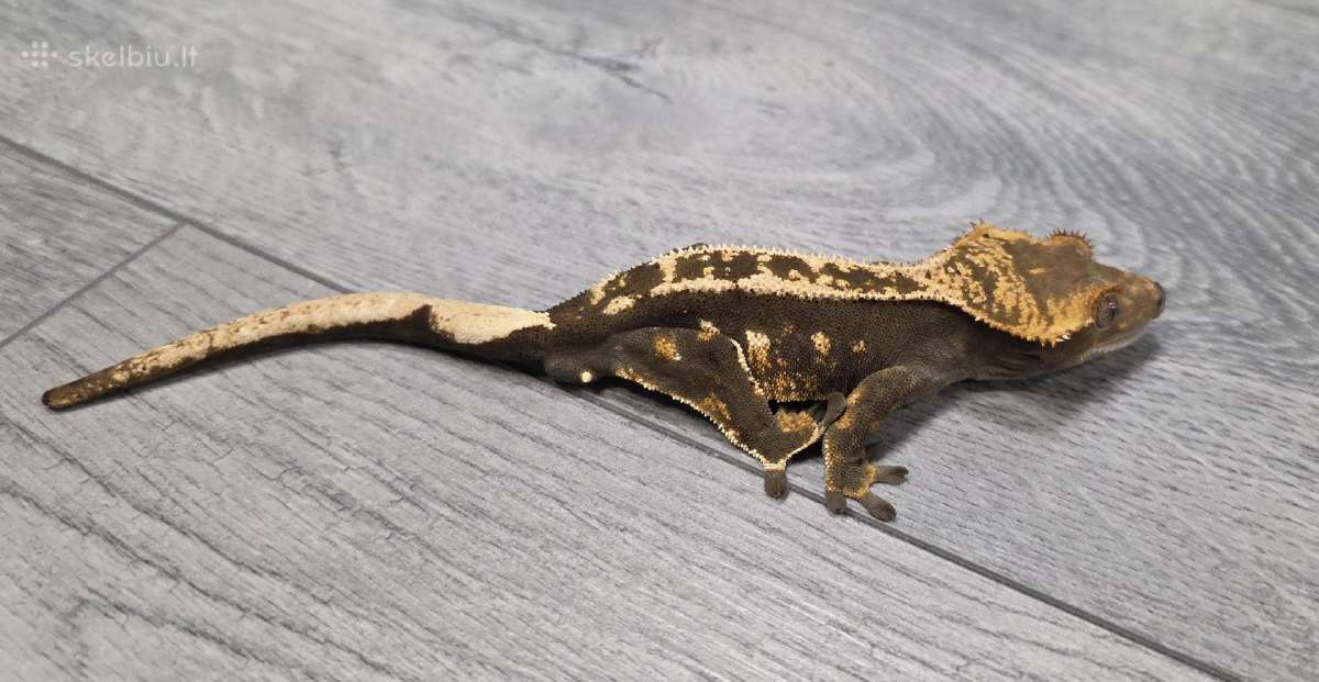 Crested gecko