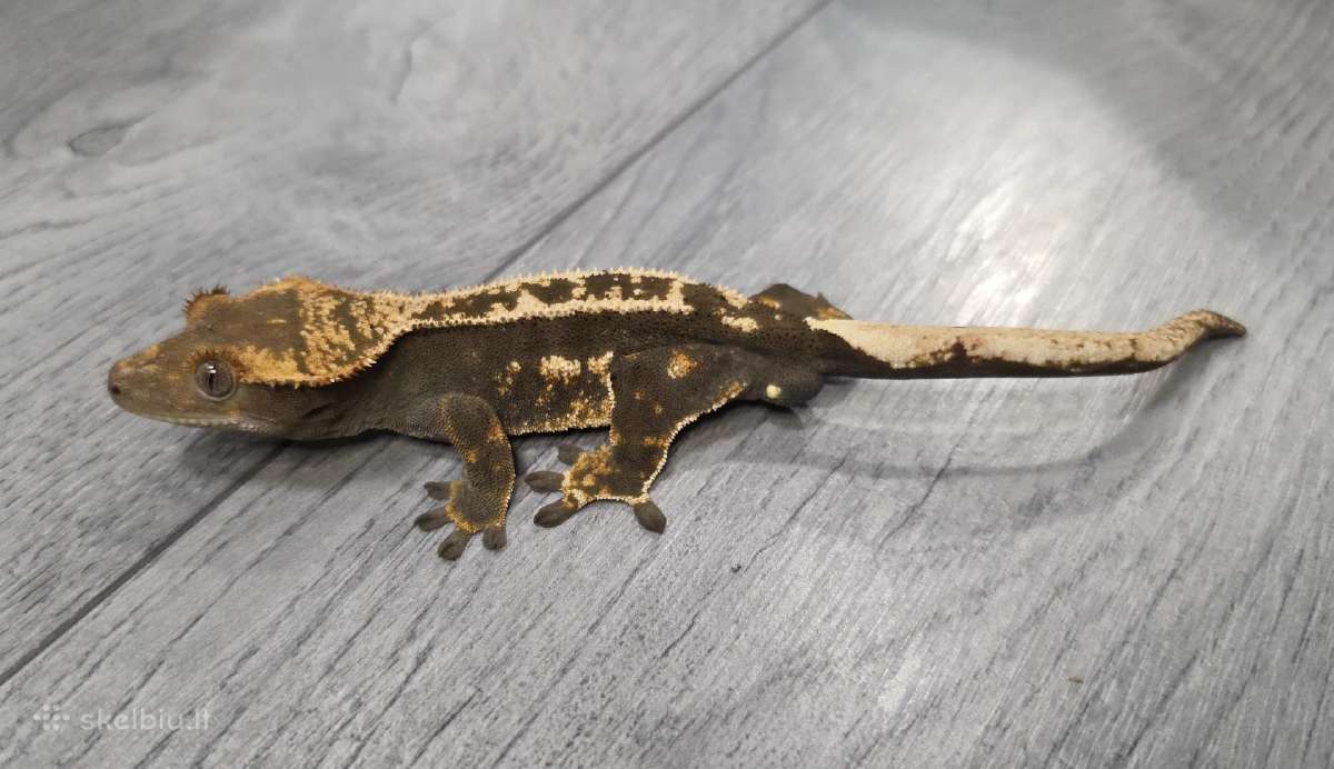 Crested gecko - nuotraukos Nr. 2