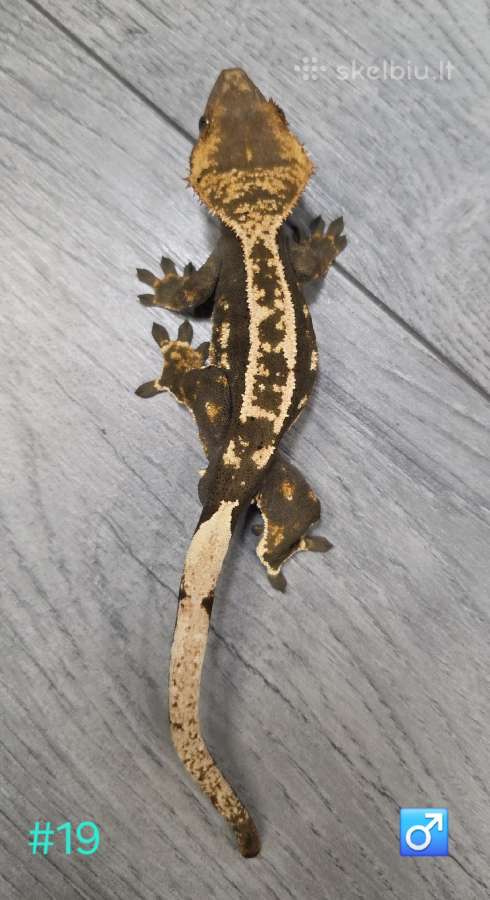 Crested gecko - nuotraukos Nr. 3