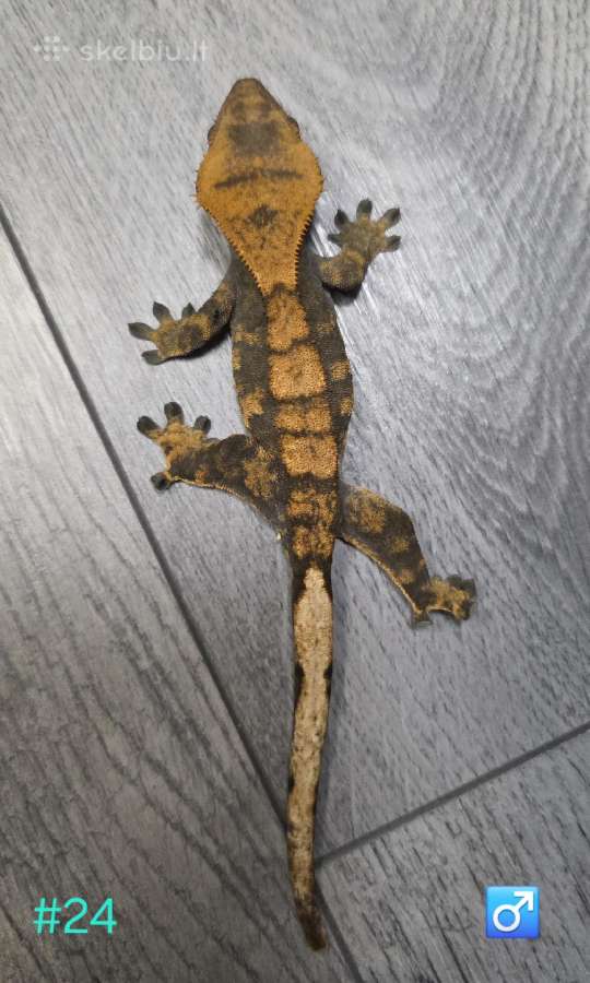 Crested gecko - nuotraukos Nr. 4