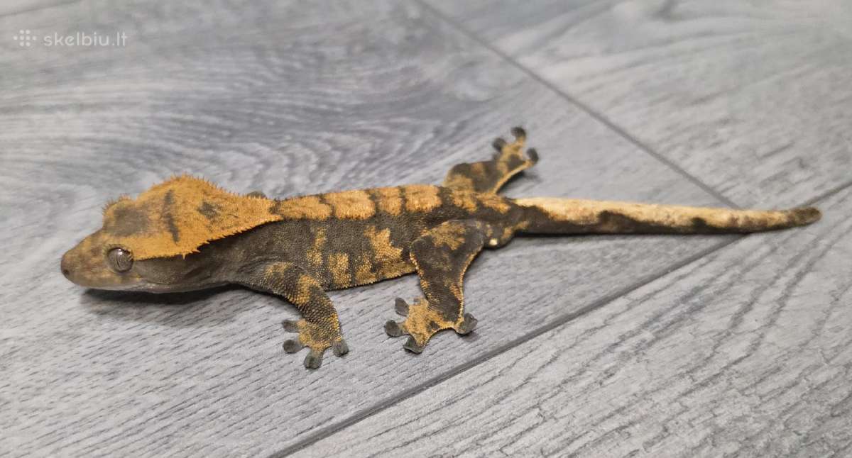 Crested gecko - nuotraukos Nr. 5