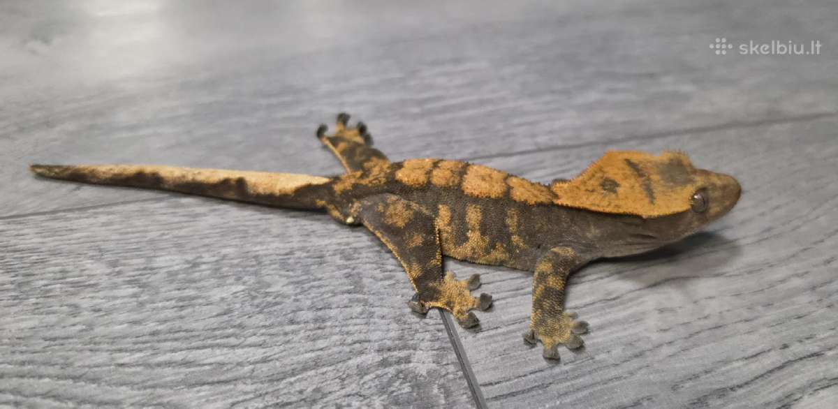 Crested gecko - nuotraukos Nr. 6