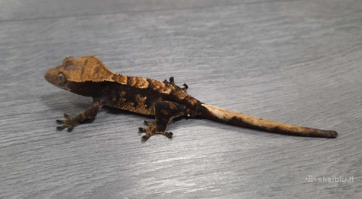 Crested gecko - nuotraukos Nr. 7