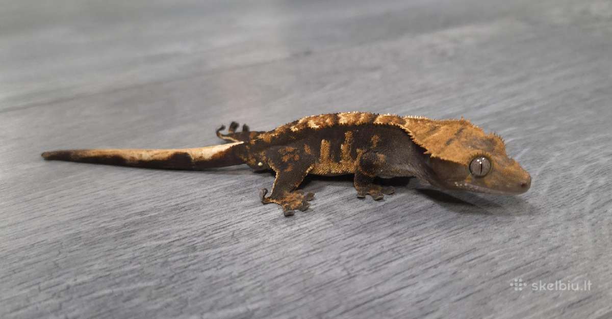 Crested gecko - nuotraukos Nr. 8