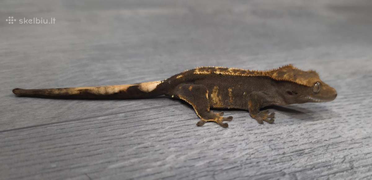 Crested gecko - nuotraukos Nr. 9