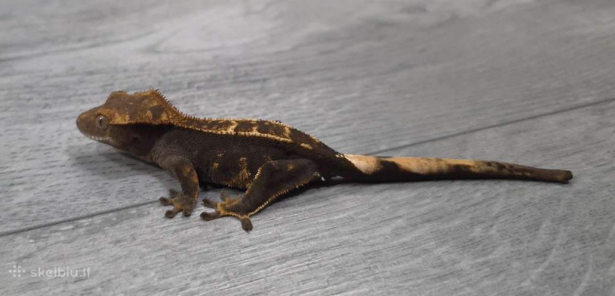 Crested gecko - nuotraukos Nr. 10