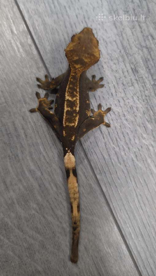 Crested gecko - nuotraukos Nr. 11