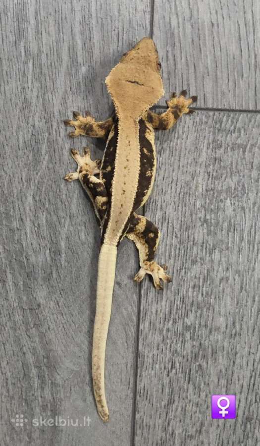Crested gecko Lilly white