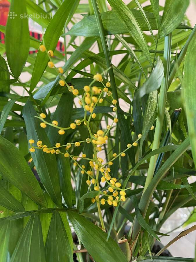 Palmė Dipsis Jungle Flora žydinti! - nuotraukos Nr. 5