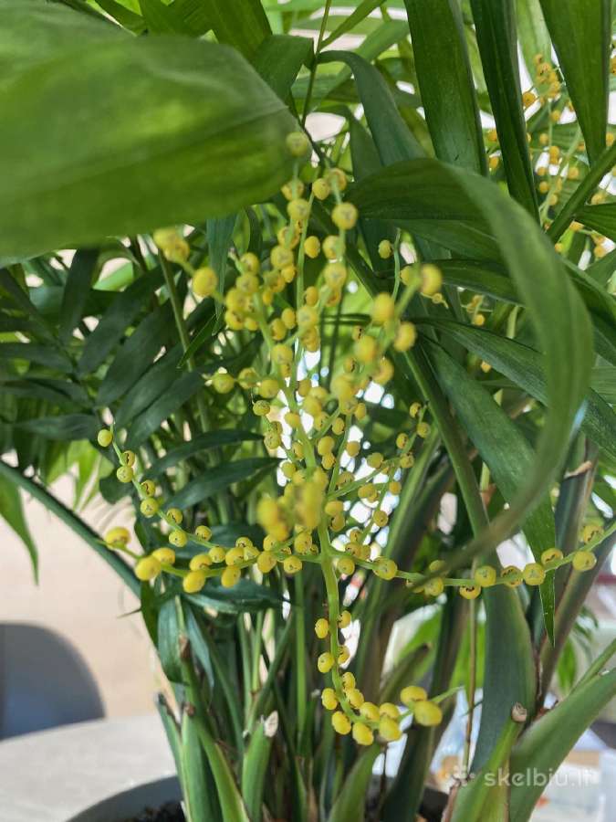 Palmė Dipsis Jungle Flora žydinti! - nuotraukos Nr. 7