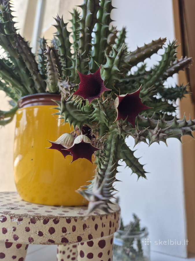 Dovanoju sukulento auginukus - nuotraukos Nr. 2