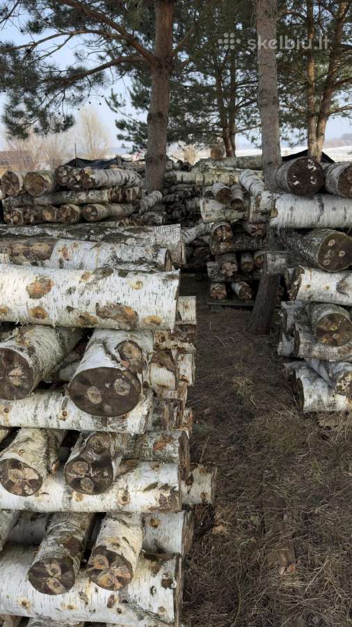 Shiitake grybų rąsteliai (2025 metų) - nuotraukos Nr. 3