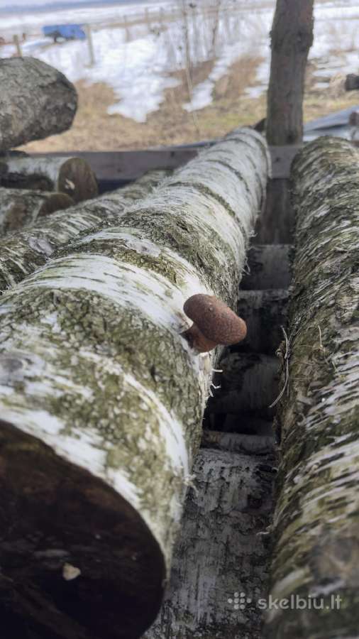 Shiitake grybų rąsteliai (2025 metų) - nuotraukos Nr. 10