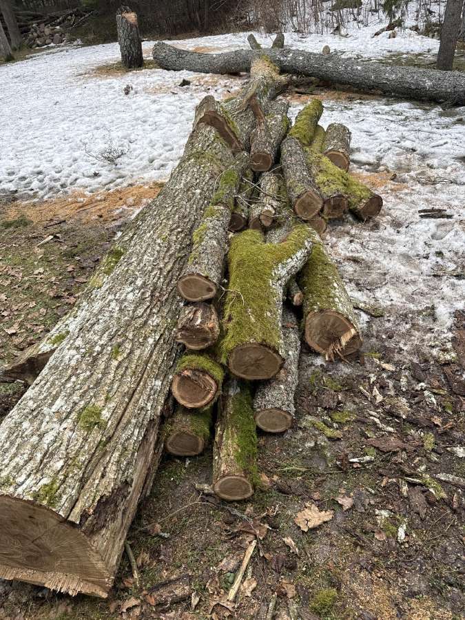 Ąžuolo rastai