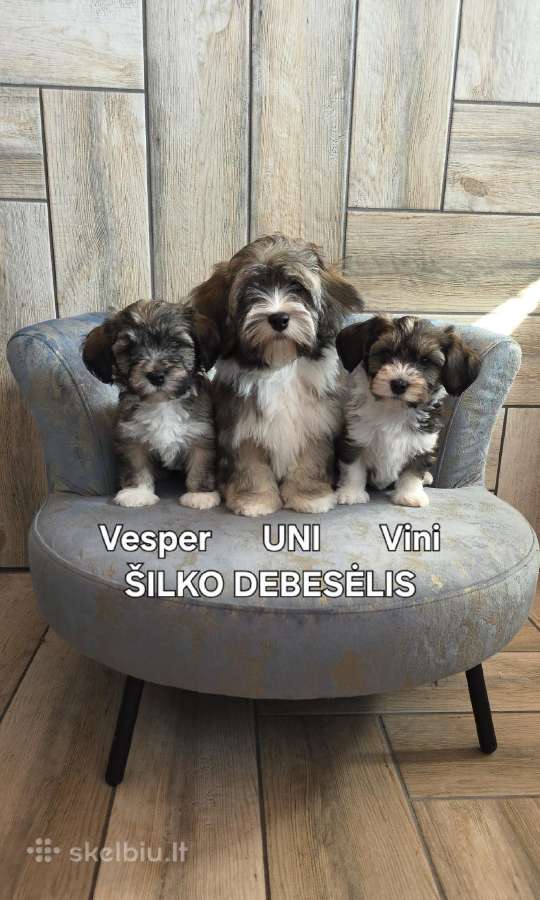 Havanos bišonas su kilmės dokumentais - nuotraukos Nr. 2