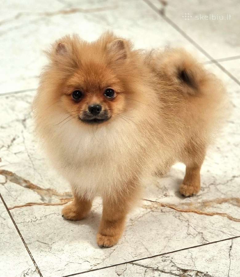 Pomeranian