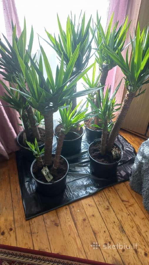 Geles yucca