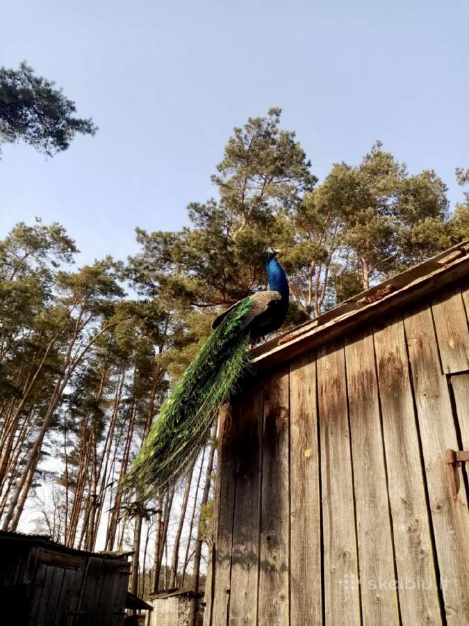 Parduodu povus. Patinai/ patelės - nuotraukos Nr. 9