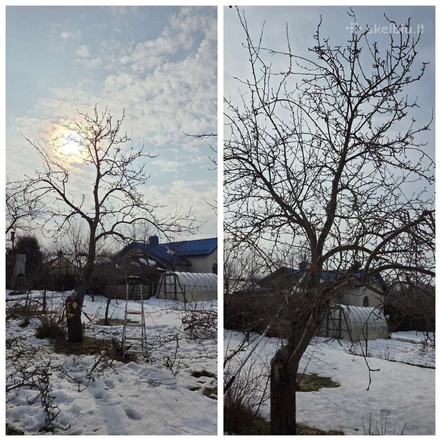 Vaismedžių genėjimas/purškimas - nuotraukos Nr. 4
