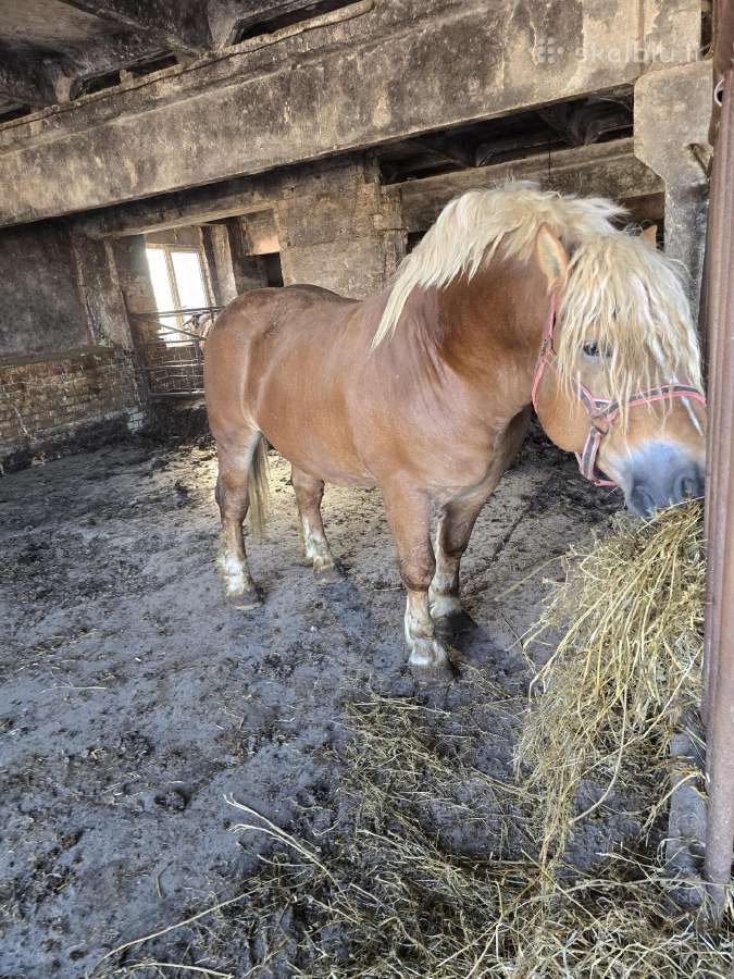 Elito klasės eržilas