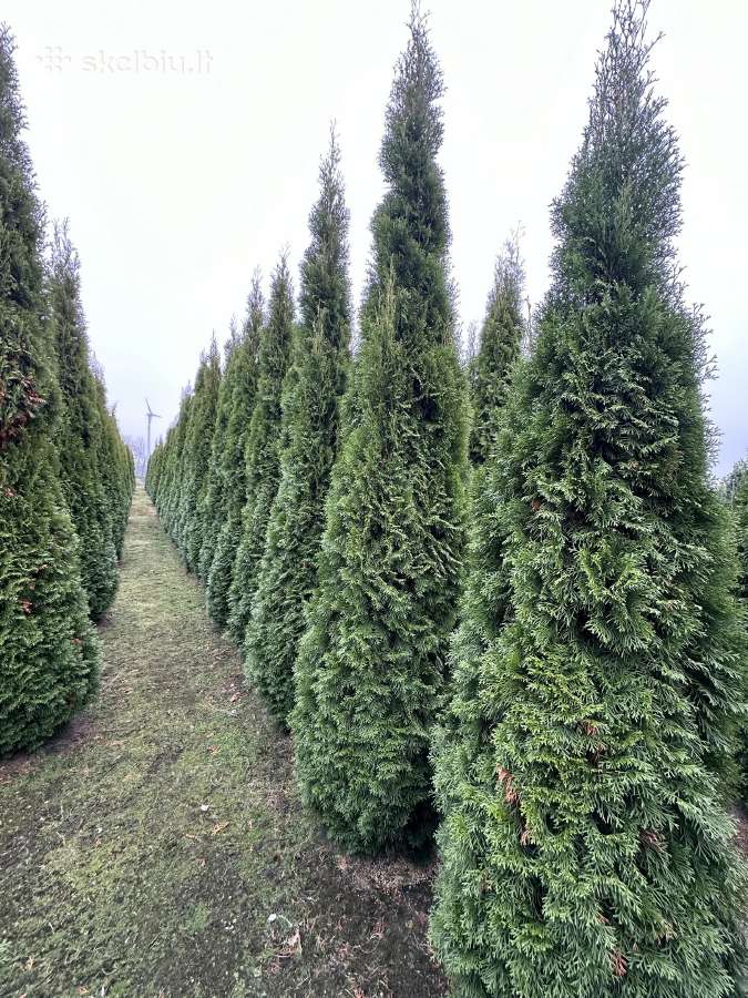 Tujos