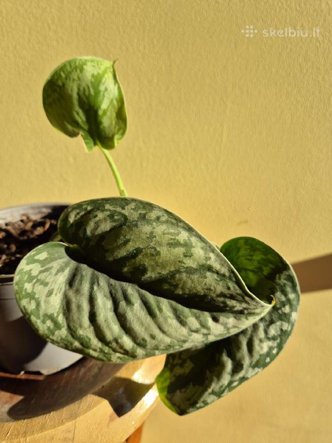Skindapas Pictus