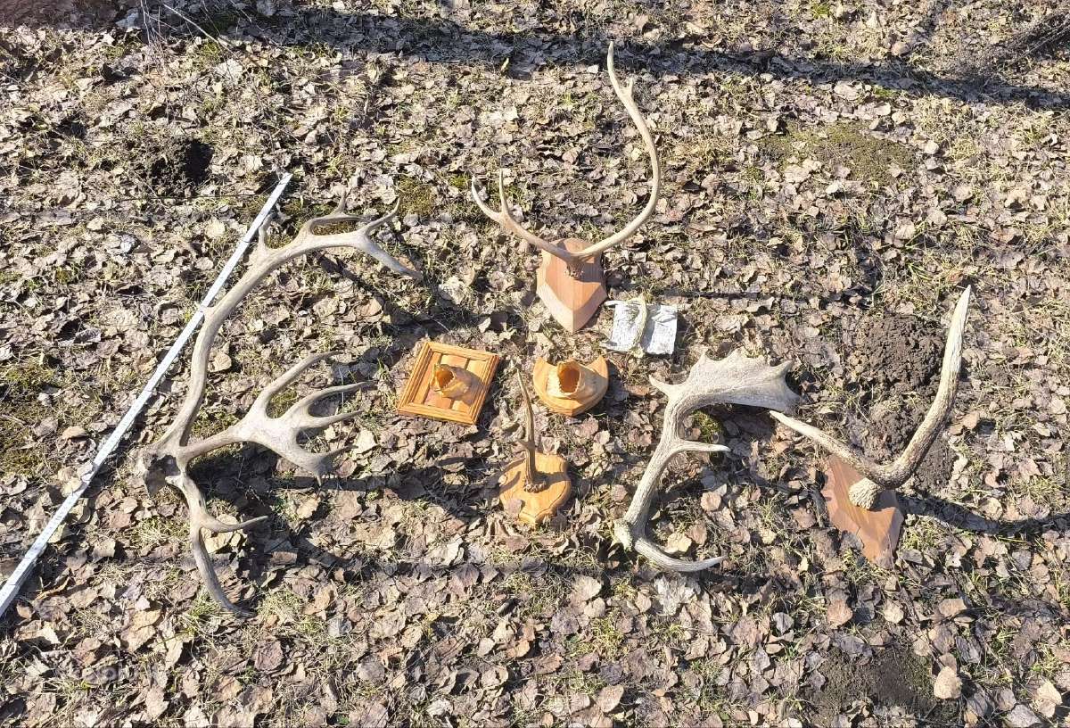 Ragai, medžioklės trofėjai