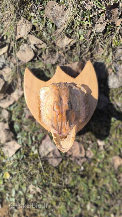 Ragai, medžioklės trofėjai - nuotraukos Nr. 8