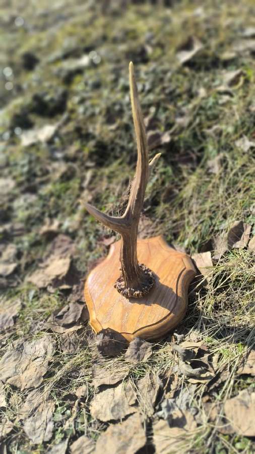 Ragai, medžioklės trofėjai - nuotraukos Nr. 9