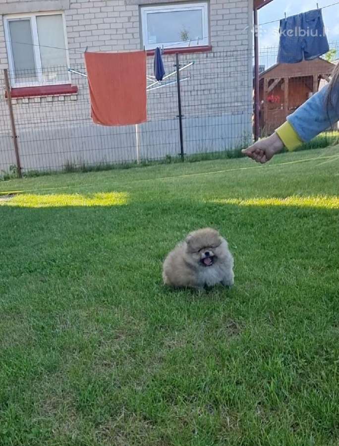 Vokiečių nykštukinis špicas kergimui - nuotraukos Nr. 15