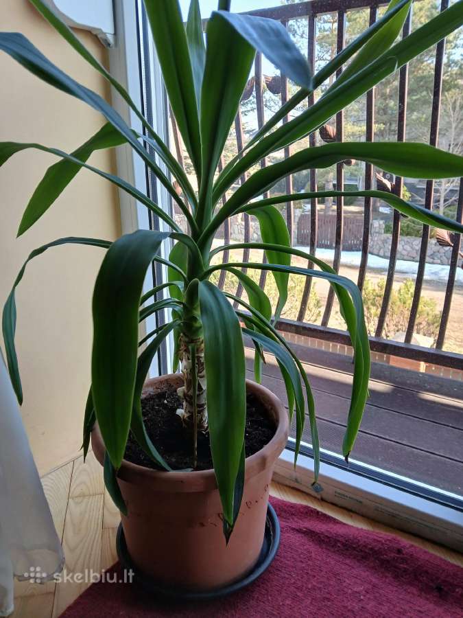 Kambarinė gėlė palmė - nuotraukos Nr. 2