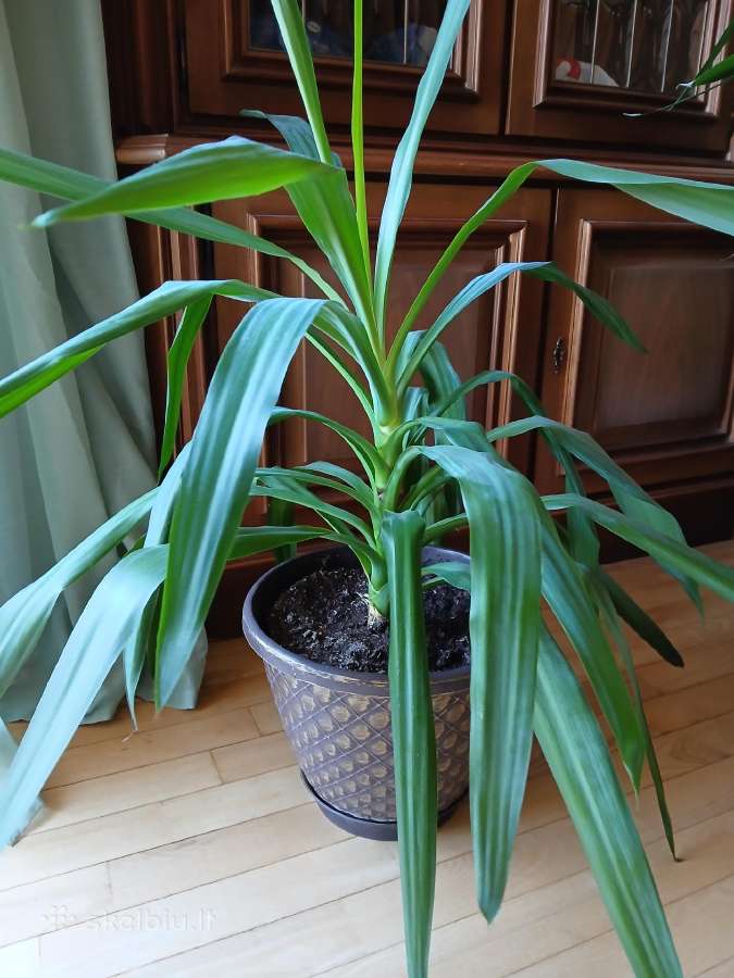 Kambarinė gėlė palmė