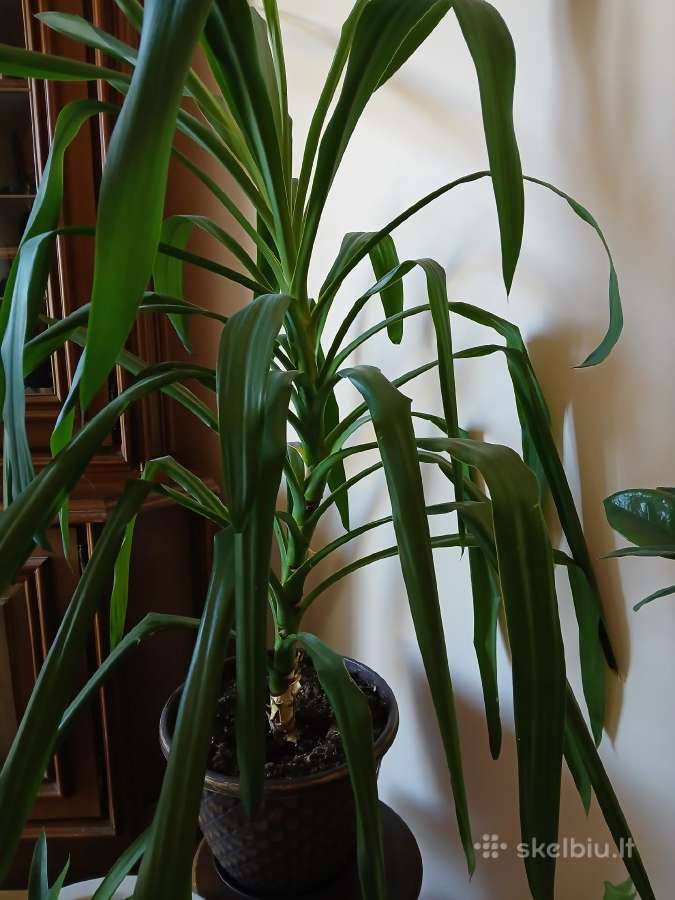Kambarinė gėlė palmė - nuotraukos Nr. 3