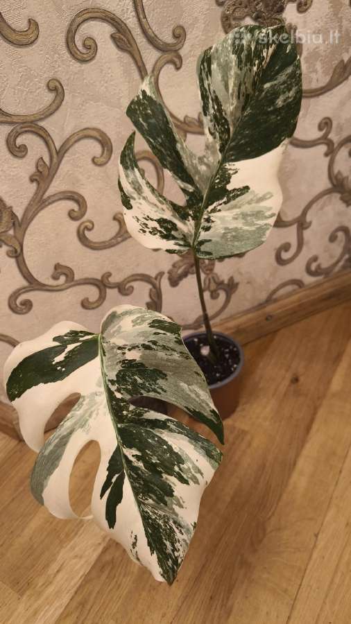 Monstera Albo variegata