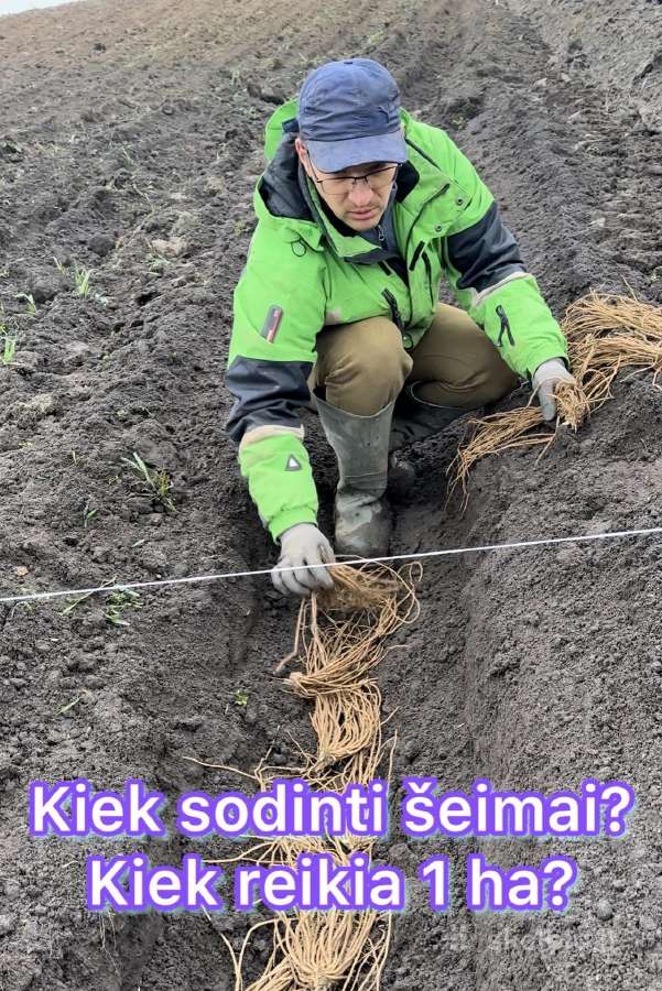 Nuolaida! Smidrų (Šparagų) daigai (sodinukai) - nuotraukos Nr. 5