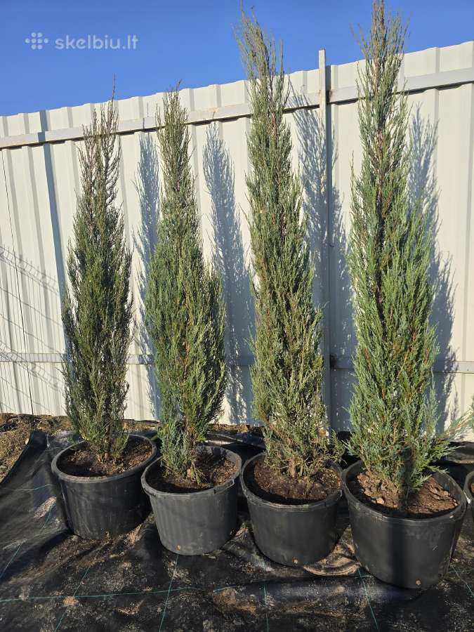 Premium kadagiai uoliniai kalniniai Tujos Pigiau - nuotraukos Nr. 34