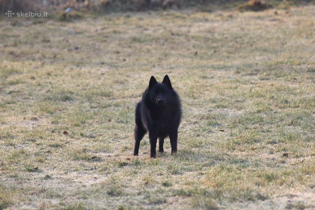 Poruojamas/kergimui Šiperkės (Schipperke) patinas